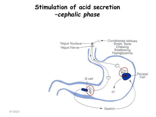 9/1/2023
Stimulation of acid secretion
–cephalic phase
 