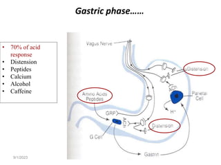 9/1/2023 Tariku A. [GIT Physiology]
• 70% of acid
response
• Distension
• Peptides
• Calcium
• Alcohol
• Caffeine
Gastric phase……
 