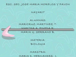 ESC. SEC. JOSE MARIA MORELOS Y PAVON
NAYARIT
ALUMNAS:
MARICRUZ MARTINEZ T.
MARTHA A. PINEDA R.
MARIA G. SERRANO B.
MATERIA:
BIOLOGIA
MAESTRA:
MARIA D. HERNANDEZ J.

 