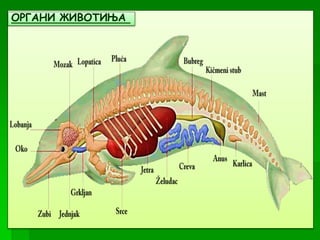 ОРГАНИ ЖИВОТИЊА
 