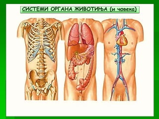 СИСТЕМИ ОРГАНА ЖИВОТИЊА (и човека)
 