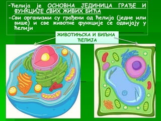 -Ћелија је ОСНОВНА ЈЕДИНИЦА ГРАЂЕ И
ФУНКЦИЈЕ СВИХ ЖИВИХ БИЋА
-Сви организми су грађени од ћелија (једне или
више) и све животне функције се одвијају у
ћелији
ЖИВОТИЊСКА И БИЉНА
ЋЕЛИЈА
 