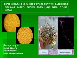 - већина ћелија је микроскопске величине, док неке
можемо видети голим оком (јаја риба, птица,
жаба)
ћелије плуте
коре дрвета
посматране
под микроскопом
 