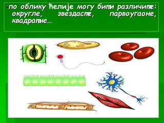 -по облику ћелије могу бити различите:
округле, звездасте, парвоугаоне,
квадратне…
 