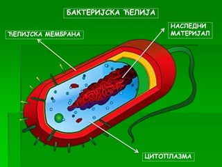 БАКТЕРИЈСКА ЋЕЛИЈА
ЋЕЛИЈСКА МЕМБРАНА
ЦИТОПЛАЗМА
НАСЛЕДНИ
МАТЕРИЈАЛ
 