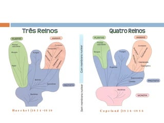 Haeckel (1834-1919 ) Copeland (1938-1956 ) 
