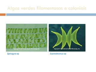Algas verdes filamentosas e coloniais Spirogyra  sp Scenedesmus  sp  