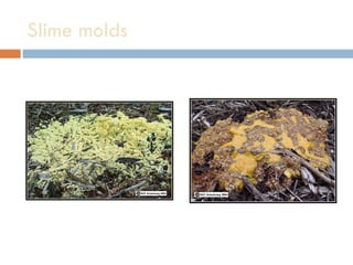 Slime molds 