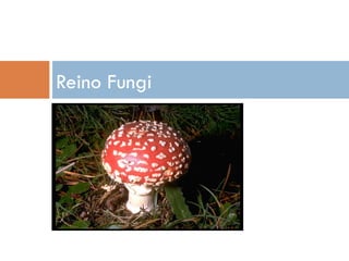Reino Fungi  Copyright © 2009 Ron Wolf  Copyright © 2009 Ron Wolf  