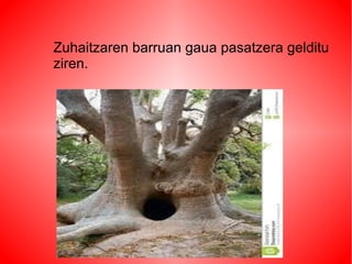 Zuhaitzaren barruan gaua pasatzera gelditu
ziren.
 