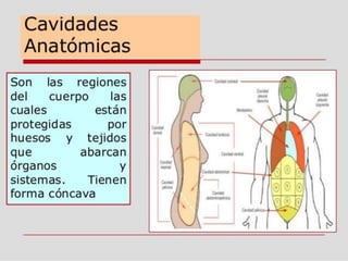 UNIF PLANOS ANATOMICOS