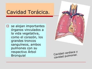 UNIF PLANOS ANATOMICOS