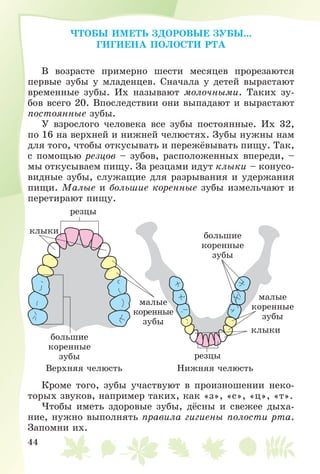 44
×ÒÎÁÛ ÈÌÅÒÜ ÇÄÎÐÎÂÛÅ ÇÓÁÛ...
ÃÈÃÈÅÍÀ ÏÎËÎÑÒÈ ÐÒÀ
Â âîçðàñòå ïðèìåðíî øåñòè ìåñÿöåâ ïðîðåçàþòñÿ
ïåðâûå çóáû ó ìëàäåíöåâ. Ñíà÷àëà ó äåòåé âûðàñòàþò
âðåìåííûå çóáû. Èõ íàçûâàþò ìîëî÷íûìè. Òàêèõ çó-
áîâ âñåãî 20. Âïîñëåäñòâèè îíè âûïàäàþò è âûðàñòàþò
ïîñòîÿííûå çóáû.
Ó âçðîñëîãî ÷åëîâåêà âñå çóáû ïîñòîÿííûå. Èõ 32,
ïî 16 íà âåðõíåé è íèæíåé ÷åëþñòÿõ. Çóáû íóæíû íàì
äëÿ òîãî, ÷òîáû îòêóñûâàòü è ïåðåæёâûâàòü ïèùó. Òàê,
ñ ïîìîùüþ ðåçöîâ – çóáîâ, ðàñïîëîæåííûõ âïåðåäè, –
ìû îòêóñûâàåì ïèùó. Çà ðåçöàìè èäóò êëûêè – êîíóñî-
âèäíûå çóáû, ñëóæàùèå äëÿ ðàçðûâàíèÿ è óäåðæàíèÿ
ïèùè. Ìàëûå è áîëüøèå êîðåííûå çóáû èçìåëü÷àþò è
ïåðåòèðàþò ïèùó.
ðåçöû
ðåçöû
êëûêè
ìàëûå
êîðåííûå
çóáû
ìàëûå
êîðåííûå
çóáû
áîëüøèå
êîðåííûå
çóáû
áîëüøèå
êîðåííûå
çóáû
Âåðõíÿÿ ÷åëþñòü Íèæíÿÿ ÷åëþñòü
êëûêè
Êðîìå òîãî, çóáû ó÷àñòâóþò â ïðîèçíîøåíèè íåêî-
òîðûõ çâóêîâ, íàïðèìåð òàêèõ, êàê «ç», «ñ», «ö», «ò».
×òîáû èìåòü çäîðîâûå çóáû, äёñíû è ñâåæåå äûõà-
íèå, íóæíî âûïîëíÿòü ïðàâèëà ãèãèåíû ïîëîñòè ðòà.
Çàïîìíè èõ.
 