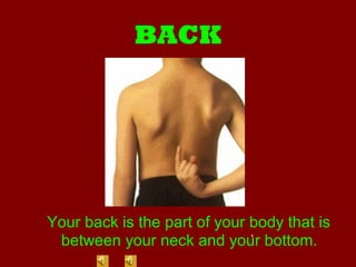 Back Parta 4 parts of the body | PPT