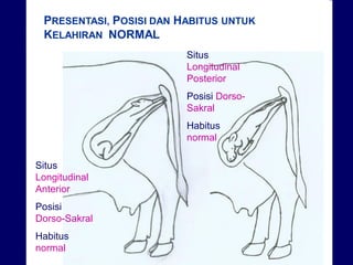 Distokia Sapi (4) Pendahuluan Distokia pada sapi fkh unair | PDF