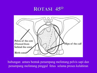 Distokia Sapi (4) Pendahuluan Distokia pada sapi fkh unair | PDF
