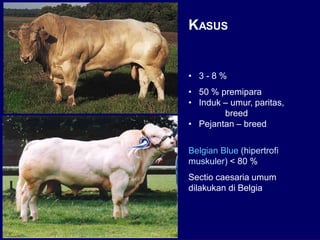 Distokia Sapi (4) Pendahuluan Distokia pada sapi fkh unair | PDF