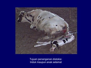 Distokia Sapi (4) Pendahuluan Distokia pada sapi fkh unair | PDF