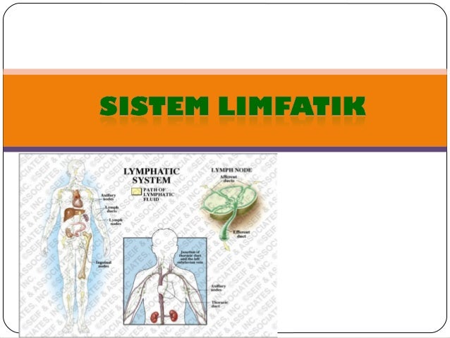 sistem imunitas kekebalan tubuh 