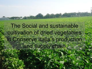 The Social and sustainable
cultivation of dried vegetables
in Conserve Italia’s production
and supply chain
 
