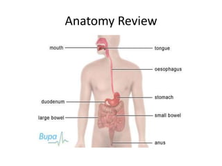 Anatomy Review
 