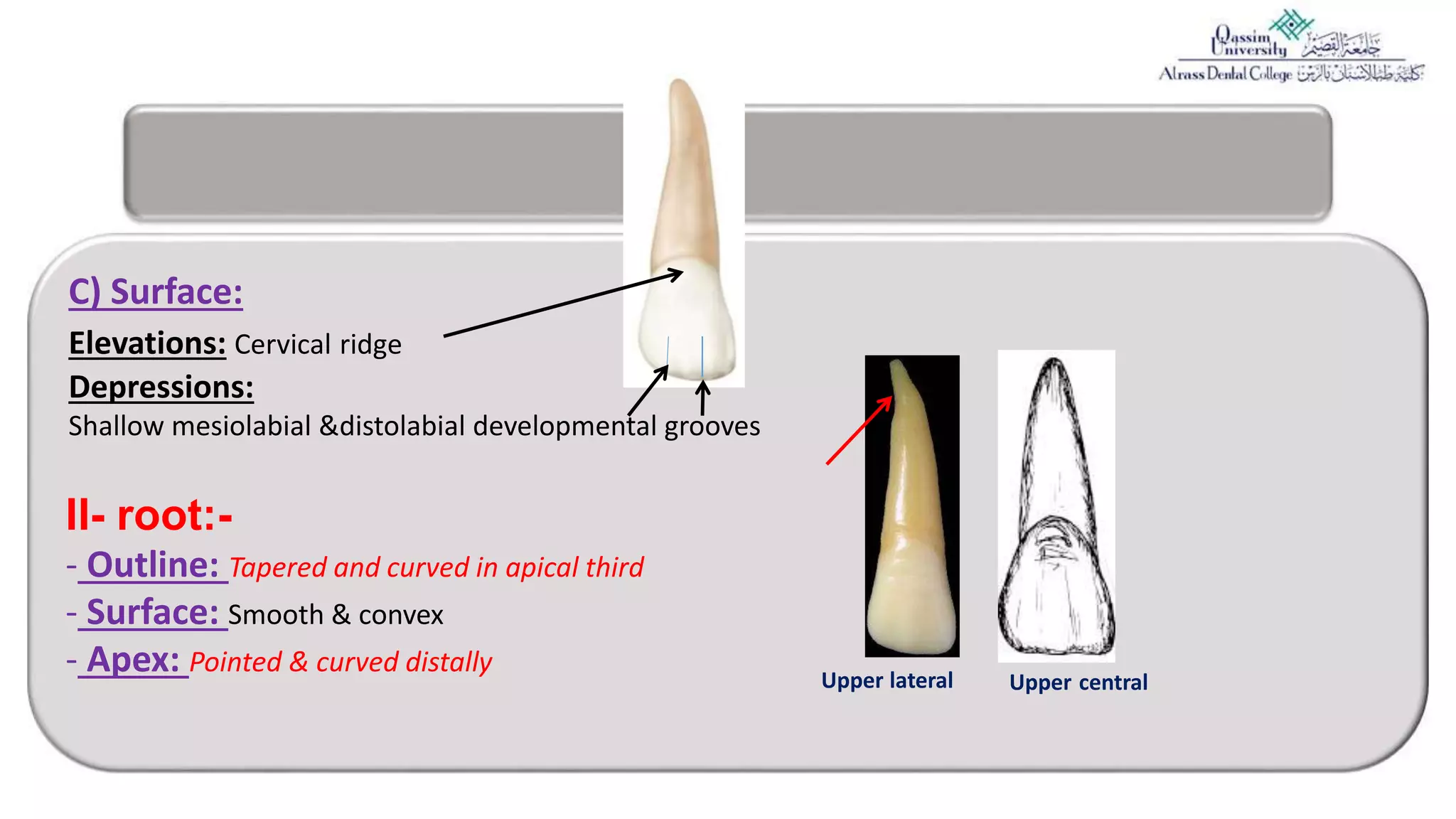 4= Permanent ‏Maxillary lateral incisor.pptx