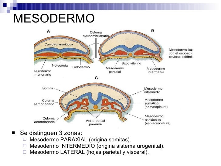 Resultado de imagen para mesodermo