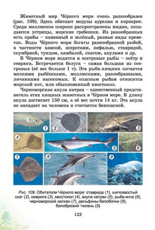Животный мир Чёрного моря очень разнообразен
(рис. 109). Здесь обитают медузы аурелия и корнерот.
Среди моллюсков широко распространены мидии, попа­
даются устрицы, морские гребешки. Из ракообразных
есть крабы - каменный и зелёный, разные виды креве­
ток. Воды Чёрного моря богаты разнообразной рыбой,
в частности хамсой, шпротами, кефалью, ставридой,
скумбрией, тунцом, камбалой, скатом, акулами и др.
В Чёрном море водятся и осетровые рыбы - осётр и
севрюга. Встречается белуга - самая большая из осе­
тровых (её вес больше 1 т). Эта рыба-хищник питается
мелкими рыбёшками, моллюсками, ракообразными,
личинками насекомых. К опасным рыбам относится
морской кот, или обыкновенный хвостокол.
Черноморская акула катран - единственный предста­
витель этих хищных животных в Чёрном море. В длину
акула достигает 150 см, а её вес почти 14 кг. Эта акула
не нападает на человека и считается безопасной.
Рис. 109. Обитатели Чёрного моря: ставрида (1), шипохвостый
скат (2), севрюга (3), хвостокол (4), акула катран (5), рыба-игла (6),
черноморский калкан (7), дельфины-белобочки (8),
белобрюхий тюлень (9)
122
 