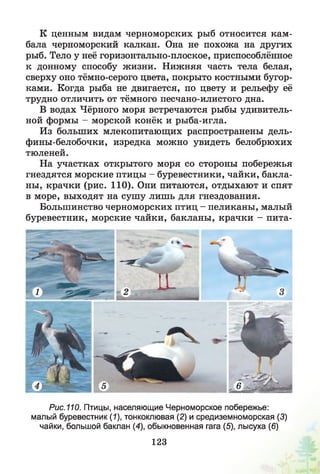К ценным видам черноморских рыб относится кам­
бала черноморский калкан. Она не похожа на других
рыб. Тело у неё горизонтально-плоское, приспособлённое
к донному способу жизни. Нижняя часть тела белая,
сверху оно тёмно-серого цвета, покрыто костными бугор­
ками. Когда рыба не двигается, по цвету и рельефу её
трудно отличить от тёмного песчано-илистого дна.
В водах Чёрного моря встречаются рыбы удивитель­
ной формы - морской конёк и рыба-игла.
Из больших млекопитающих распространены дель­
фины-белобочки, изредка можно увидеть белобрюхих
тюленей.
На участках открытого моря со стороны побережья
гнездятся морские птицы - буревестники, чайки, бакла­
ны, крачки (рис. 110). Они питаются, отдыхают и спят
в море, выходят на сушу лишь для гнездования.
Большинство черноморских птиц - пеликаны, малый
буревестник, морские чайки, бакланы, крачки - пита-
Рис.110. Птицы, населяющие Черноморское побережье:
малый буревестник (1), тонкоклювая (2) и средиземноморская (3)
чайки, большой баклан (4), обыкновенная гага (5), лысуха (6)
123
 