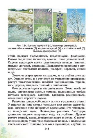 Рис. 124. Ковыль перистый (1), овсяница степная (2),
полынь обыкновенная (3), катран татарский (4), шалфей степной (5),
василёк раскидистый (6)
степь пестрит тюльпанами, незабудками, фиалками.
Потом зацветают нивяник, адонис, пион узколистный.
Спустя некоторое время развиваются ковыль, типчак,
мятлик луговой, овсяница. Появляются растения с опу­
шенными листьями: полынь, шалфей, коровяк, синяк
и др.
Летом от жары травы выгорают, и их стебли отмира­
ют. Однако степь и в эту пору на удивление прекрасна:
растут тысячелистник, шалфей поникающий, тернов­
ник, дереза, миндаль степной и шиповник.
Осенью степь серая и неприветливая. Ветер несёт по
полю, витряхивая зрелые семена, поломанные стебли
катрана татарского, зопника, василька раскидистого,
названных перекати-полем.
Растения приспособились к жизни в условиях степи.
У многих из них листья узенькие или мелко рассечён­
ные, жёсткие либо покрытые волосками. Это уменьша­
ет испарение воды. Некоторые растения благодаря
длинным корням получают воду из глубины. Другие
растут весной, когда достаточно влаги в почве. С насту­
плением жары у них уж е созревают плоды, и надземная
часть засыхает. В почве остаются луковицы, клубни, из
144
 