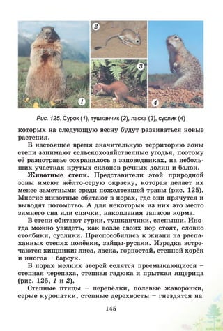 Рис. 125. Сурок (1), тушканчик (2), ласка (3), суслик (4)
которых на следующую весну будут развиваться новые
растения.
В настоящее время значительную территорию зоны
степи занимают сельскохозяйственные угодья, поэтому
её разнотравье сохранилось в заповедниках, на неболь­
ших участках крутых склонов речных долин и балок.
Животные степи. Представители этой природной
зоны имеют жёлто-серую окраску, которая делает их
менее заметными среди пожелтевшей травы (рис. 125).
Многие животные обитают в норах, где они прячутся и
выводят потомство. А для некоторых из них это место
зимнего сна или спячки, накопления запасов корма.
В степи обитают сурки, тушканчики, слепыши. Ино­
гда можно увидеть, как возле своих нор стоят, словно
столбики, суслики. Приспособились к жизни на распа­
ханных степях полёвки, зайцы-русаки. Изредка встре­
чаются хищники: лиса, ласка, горностай, степной хорёк
и иногда - барсук.
В норах мелких зверей селятся пресмыкающиеся -
степная черепаха, степная гадюка и прыткая ящерица
(рис. 126, 1 и 2).
Степные птицы - перепёлки, полевые жаворонки,
серые куропатки, степные дерехвосты - гнездятся на
145
 