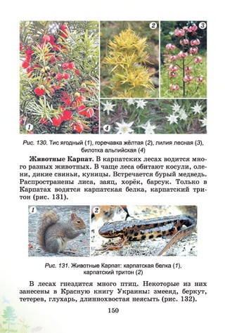 Рис. 130. Тис ягодный (1), горечавка жёлтая (2), лилия лесная (3),
билотка альпийская (4)
Животные Карпат. В карпатских лесах водится мно­
го разных животных. В чаще леса обитают косули, оле­
ни, дикие свиньи, куницы. Встречается бурый медведь.
Распространены лиса, заяц, хорёк, барсук. Только в
Карпатах водятся карпатская белка, карпатский три­
тон (рис. 131).
Рис. 131. Животные Карпат: карпатская белка (1),
карпатский тритон (2)
В лесах гнездится много птиц. Некоторые из них
занесены в Красную книгу Украины: змееяд, беркут,
тетерев, глухарь, длиннохвостая неясыть (рис. 132).
150
 