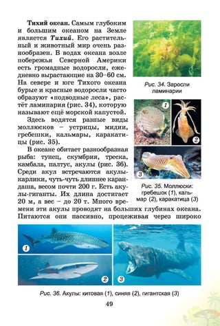 Тихий океан. Самым глубоким
и большим океаном на Земле
является Тихий. Его раститель­
ный и животный мир очень раз­
нообразен. В водах океана возле
побережья Северной Америки
есть громадные водоросли, еж е­
дневно вырастающие на 30-60 см.
На севере и юге Тихого океана
бурые и красные водоросли часто
образуют «подводные леса», рас­
тёт ламинария (рис. 34), которую
называют ещё морской капустой.
Здесь водятся разные виды
моллюсков - устрицы, мидии,
гребешки, кальмары, каракати­
цы (рис. 35).
В океане обитает разнообразная
рыба: тунец, скумбрия, треска,
камбала, палтус, акулы (рис. 36).
Среди акул встречаются акулы-
карлики, чуть-чуть длиннее каран­
даша, весом почти 200 г. Есть аку­
лы-гиганты. Их длина достигает
20 м, а вес - до 20 т. Много вре­
мени эти акулы проводят на больших глубинах океана.
Питаются они пассивно, процеживая через широко
Рис. 35. Моллюски:
гребешок (1), каль­
мар (2), каракатица (3)
Рис. 36. Акулы: китовая (1), синяя (2), гигантская (3)
49
 