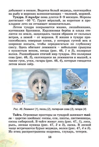 добывают в океане. Водится белый медведь, охотящийся
на рыбу и морских млекопитающих - тюленей, моржей.
Тундра. В т ундре зима длится 8 -9 месяцев. Морозы
достигают -5 0 °С. Грунт мёрзлый, за короткое и про­
хладное лето он оттаивает незначительно.
Летом тундра покрывается мхами, лишайниками,
кустиками брусники. Карликовая берёза и ольха сте­
лются по земле, защищаясь таким образом от сильных
ветров, а зимой - от морозов. К жизни в тундре при­
способились северные олени, у которых густой мех и
широкие копыта, чтобы передвигаться по глубокому
снегу. Здесь обитают лемминги - небольшие грызуны
С пушистым мехом, песцы (рис. 46, 1 И 2)у полярные
волки. Разнообразен птичий мир тундры. Это полярная
сова (рис. 46, 3), охотящаяся на леммингов и мышей, а
также гуси, утки, гагары (рис. 46, 4), которые гнездятся
летом возле озёр.
/Р %
^*
^8-
т
2 Ъ ж >
Рис. 46. Лемминг (1), песец (2), полярная сова (3), гагара (4)
Тайга. Огромные просторы за тундрой занимает т ай­
га - царство хвойных: сосны, ели, пихты, лиственницы,
сосны сибирской. В тайге живут лось (рис. 47, 1), лиса,
рысь, лесная куница (рис. 47, 2 и 3), ласка. В лесной
чаще встречаются бурые медведи, волки (рис. 47, 4 и 5).
Из птиц распространены кедровка, глухарь, тетерев.
58
 