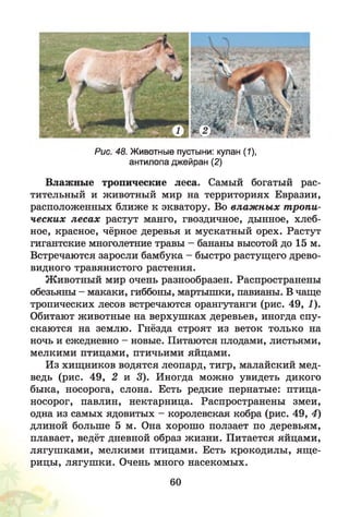 Рис. 48. Животные пустыни: кулан (1),
антилопа джейран (2)
Влажные тропические леса. Самый богатый рас­
тительный и животный мир на территориях Евразии,
расположенных ближе к экватору. Во влаж ных т ропи­
ческих лесах растут манго, гвоздичное, дынное, хлеб­
ное, красное, чёрное деревья и мускатный орех. Растут
гигантские многолетние травы - бананы высотой до 15 м.
Встречаются заросли бамбука - быстро растущего древо­
видного травянистого растения.
Животный мир очень разнообразен. Распространены
обезьяны - макаки, гиббоны, мартышки, павианы. В чаще
тропических лесов встречаются орангутанги (рис. 49, 1).
Обитают животные на верхушках деревьев, иногда спу­
скаются на землю. Гнёзда строят из веток только на
ночь и ежедневно - новые. Питаются плодами, листьями,
мелкими птицами, птичьими яйцами.
Из хищников водятся леопард, тигр, малайский мед­
ведь (рис. 49, 2 и 3). Иногда можно увидеть дикого
быка, носорога, слона. Есть редкие пернатые: птица-
носорог, павлин, нектарница. Распространены змеи,
одна из самых ядовитых - королевская кобра (рис. 49, 4)
длиной больше 5 м. Она хорошо ползает по деревьям,
плавает, ведёт дневной образ жизни. Питается яйцами,
лягушками, мелкими птицами. Есть крокодилы, ящ е­
рицы, лягушки. Очень много насекомых.
60
 
