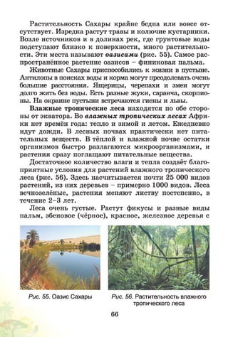 Растительность Сахары крайне бедна или вовсе от­
сутствует. Изредка растут травы и колючие кустарники.
Возле источников и в долинах рек, где грунтовые воды
подступают близко к поверхности, много растительно­
сти. Эти места называют оазисам и (рис. 55). Самое рас­
пространённое растение оазисов - финиковая пальма.
Животные Сахары приспособились к жизни в пустыне.
Антилопы в поисках воды и корма могут преодолевать очень
большие расстояния. Ящерицы, черепахи и змеи могут
долго жить без воды. Есть разные жуки, саранча, скорпио­
ны. На окраине пустыни встречаются гиены и львы.
Влажные тропические леса находятся по обе сторо­
ны от экватора. Во влаж ных т ропических лесах Афри­
ки нет времён года: тепло и зимой и летом. Ежедневно
идут дожди. В лесных почвах практически нет пита­
тельных веществ. В тёплой и влажной почве остатки
организмов быстро разлагаются микроорганизмами, и
растения сразу поглащают питательные вещества.
Достаточное количество влаги и тепла создаёт благо­
приятные условия для растений влажного тропического
леса (рис. 56). Здесь насчитывается почти 25 ООО видов
растений, из них деревьев - примерно 1000 видов. Леса
вечнозелёные, растения меняют листву постепенно, в
течение 2 -3 лет.
Леса очень густые. Растут фикусы и разные виды
пальм, эбеновое (чёрное), красное, железное деревья с
Рис. 55. Оазис Сахары Рис. 56. Растительность влажного
тропического леса
66
 