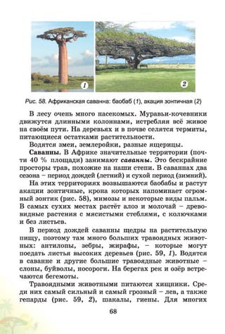 Рис. 58. Африканская саванна: баобаб (1), акация зонтичная (2)
В лесу очень много насекомых. Муравьи-кочевники
движутся длинными колоннами, истребляя всё живое
на своём пути. На деревьях и в почве селятся термиты,
питающиеся остатками растительности.
Водятся змеи, землеройки, разные ящерицы.
Саванны. В Африке значительные территории (поч­
ти 40 % площади) занимают саванны . Это бескрайние
просторы трав, похожие на наши степи. В саваннах два
сезона - период дождей (летний) и сухой период (зимний).
На этих территориях возвышаются баобабы и растут
акации зонтичные, крона которых напоминает огром­
ный зонтик (рис. 58), мимозы и некоторые виды пальм.
В самых сухих местах растёт алоэ и молочай - древо­
видные растения с мясистыми стеблями, с колючками
и без листьев.
В период дождей саванны щедры на растительную
пищу, поэтому там много больших травоядных живот­
ных: антилопы, зебры, жирафы, - которые могут
поедать листья высоких деревьев (рис. 59, 1). Водятся
в саванне и другие большие травоядные животные -
слоны, буйволы, носороги. На берегах рек и озёр встре­
чаются бегемоты.
Травоядными животными питаются хищники. Сре­
ди них самый сильный и самый грозный - лев, а также
гепарды (рис. 59, 2), шакалы, гиены. Для многих
68
 