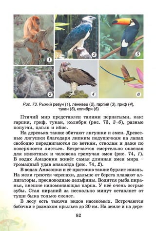 Рис. 73. Рыжий ревун (1), ленивец (2), гарпия (3), гриф (4),
тукан (5), колибри (6)
Птичий мир представлен такими пернатыми, как:
гарпия, гриф, тукан, колибри (рис. 73, 3 -6 ), разные
попугаи, цапля и ибис.
На деревьях также обитают лягушки и змеи. Древес­
ные лягушки благодаря липким подушечкам на лапах
свободно передвигаются по веткам, стволам и даже по
поверхности листьев. Встречается смертельно опасная
для животных и человека гремучая змея (рис. 74, 1).
В водах Амазонки живёт самая длинная змея мира -
громадный удав анаконда (рис. 74, 2).
В водах Амазонки и её притоков также бурлит жизнь.
На мели греются черепахи, дальше от берега плавают ал­
лигаторы, пресноводные дельфины. Водится рыба пира­
нья, внешне напоминающая карпа. У неё очень острые
зубы. Стая пираний за несколько минут оставляет от
туши быка только скелет.
В лесу есть тысячи видов насекомых. Встречаются
бабочки с размахом крыльев до 30 см. На земле и на дере-
82
 