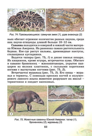 Рис. 74. Пресмыкающиеся: гремучая змея (1), удав анаконда (2)
вьях обитает огромное количество разных пауков, среди
них пауки-птицееды длиной больше 10-12 см.
Саванна находится в северной и южной части матери­
ка Южная Америка. На равнинах саванн растительность
бедная. Кое-где растут пальмы, древовидные кактусы,
стелющиеся кустарники.
Водятся тапиры (рис. 75, 1) и дикие свиньи пекари.
Из хищников, кроме ягуара, встречается пума. Обитает
в саванне броненосец - млекопитающее, укрытое пан­
цирем из мелких пластинок, с сильными короткими
ногами с выгнутыми когтями (рис. 75, 2).
Встречается муравьед (рис. 75, 3). Его пища - мура­
вьи и термиты. С помощью крепких когтей и полумет­
рового липкого языка животное разрушает их жильё -
термитники и поедает насекомых.
Рис. 75. Животные саванны Южной Америки: тапир (1),
броненосец (2), муравьед (3)
83
 