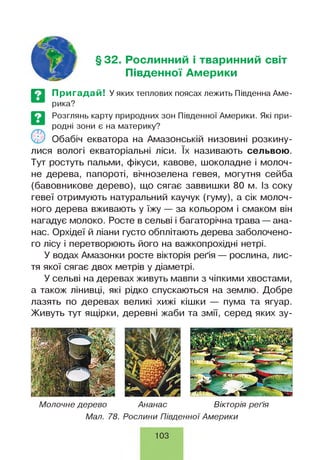 §32. Рослинний і тваринний світ
Південної Америки
ЕЗ Пригадай! У яких теплових поясах лежить Південна Аме-
рика?
Розглянь карту природних зон Південної Америки. Які при­
родні зони є на материку?
Обабіч екватора на Амазонській низовині розкину­
лися вологі екваторіальні ліси. їх називають сельвою.
Тут ростуть пальми, фікуси, кавове, шоколадне і молоч­
не дерева, папороті, вічнозелена гевея, могутня сейба
(бавовникове дерево), що сягає заввишки 80 м. Із соку
гевеї отримують натуральний каучук (гуму), а сік молоч­
ного дерева вживають у їжу — за кольором і смаком він
нагадує молоко. Росте в сельві і багаторічна трава — ана­
нас. Орхідеї й ліани густо обплітають дерева заболочено­
го лісу і перетворюють його на важкопрохідні нетрі.
У водах Амазонки росте вікторія реґія — рослина, лис­
тя якої сягає двох метрів у діаметрі.
У сельві на деревах живуть мавпи з чіпкими хвостами,
а також лінивці, які рідко спускаються на землю. Добре
лазять по деревах великі хижі кішки — пума та ягуар.
Живуть тут ящірки, деревні жаби та змії, серед яких зу-
Молочне дерево Ананас Вікторія реґія
Мал. 78. Рослини Південної Америки
103
 