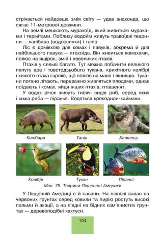 стрічається найдовша змія світу — удав анаконда, що
сягає 11-метрової довжини.
На землі мешкають мурахоїд, який живиться мураха­
ми і термітами. Поблизу водойм живуть травоїдні твари­
ни — капібара (водосвинка) і тапір.
Ліс є домівкою для комах і павуків, зокрема й для
найбільшого павука — птахоїда. Він живиться комахами,
полює на ящірок, змій і невеликих птахів.
Птахів у сельві багато. Тут можна побачити великого
папугу ара і товстодзьобого тукана, крихітного колібрі
і хижого птаха гарпію, що полює на мавп і лінивців. Тука­
ни погано літають, переважно живляться плодами, однак
поїдають і комах, яйця інших птахів, пташенят.
У водах річок живуть тисячі видів риб, серед яких
і хижа риба — піранья. Водяться крокодили-каймани.
Капібара Тапір Лінивець
Колібрі Тукан Піраньї
Мал. 79. Тварини Південної Америки
У Південній Америці є й савани. На півночі саван на
червоних ґрунтах серед ковили та пирію ростуть високі
пальми й акації, а на півдні на бідних кам’янистих ґрун­
тах— деревоподібні кактуси.
104
 