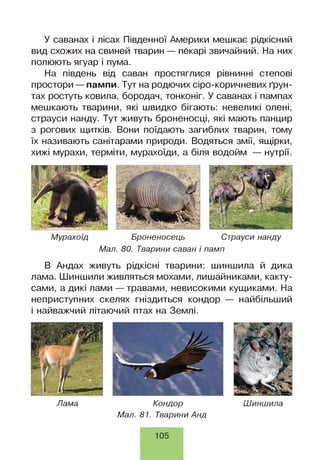 У саванах і лісах Південної Америки мешкає рідкісний
вид схожих на свиней тварин — пбкарі звичайний. На них
полюють ягуар і пума.
На південь від саван простягнися рівнинні степові
простори — пампи. Тут на родючих сіро-коричневих ґрун­
тах ростуть ковила, бородач, тонконіг. У саванах і пампах
мешкають тварини, які швидко бігають: невеликі олені,
страуси нанду. Тут живуть броненосці, які мають панцир
з рогових щитків. Вони поїдають загиблих тварин, тому
їх називають санітарами природи. Водяться змії, ящірки,
хижі мурахи, терміти, мурахоїди, а біля водойм — нутрії.
Мурахоїд Броненосець Страуси нанду
Мал. 80. Тварини саван і памп
В Андах живуть рідкісні тварини: шиншила й дика
лама. Шиншили живляться мохами, лишайниками, какту­
сами, а дикі лами — травами, невисокими кущиками. На
неприступних скелях гніздиться кондор — найбільший
і найважчий літаючий птах на Землі.
Лама Кондор Шиншила
Мал. 81. Тварини Анд
105
 
