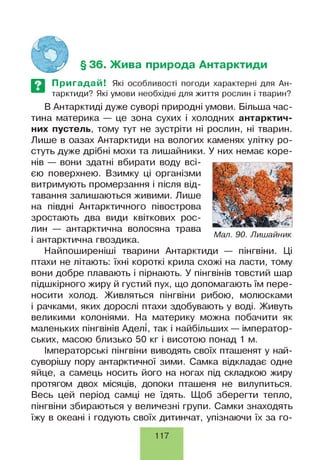 § 36. Жива природа Антарктиди
Пригадай! Які особливості погоди характерні для Ан­
тарктиди? Які умови необхідні для життя рослин і тварин?
В Антарктиді дуже суворі природні умови. Більша час­
тина материка — це зона сухих і холодних антарктич­
них пустель, тому тут не зустріти ні рослин, ні тварин.
Лише в оазах Антарктиди на вологих каменях улітку ро­
стуть дуже дрібні мохи та лишайники. У них немає коре­
нів — вони здатні вбирати воду всі­
єю поверхнею. Взимку ці організми
витримують промерзання і після від­
тавання залишаються живими. Лише
на півдні Антарктичного півострова
зростають два види квіткових рос­
лин — антарктична волосяна трава
і антарктична гвоздика.
Найпоширеніші тварини Антарктиди — пінгвіни. Ці
птахи не літають: їхні короткі крила схожі на ласти, тому
вони добре плавають і пірнають. У пінгвінів товстий шар
підшкірного жиру й густий пух, що допомагають їм пере­
носити холод. Живляться пінгвіни рибою, молюсками
і рачками, яких дорослі птахи здобувають у воді. Живуть
великими колоніями. На материку можна побачити як
маленьких пінгвінів Аделі, так і найбільших— імператор­
ських, масою близько 50 кг і висотою понад 1 м.
Імператорські пінгвіни виводять своїх пташенят у най-
суворішу пору антарктичної зими. Самка відкладає одне
яйце, а самець носить його на ногах під складкою жиру
протягом двох місяців, допоки пташеня не вилупиться.
Весь цей період самці не їдять. Щоб зберегти тепло,
пінгвіни збираються у величезні групи. Самки знаходять
їжу в океані і годують своїх дитинчат, упізнаючи їх за го­
Мал. 90. Лишайник
117
 
