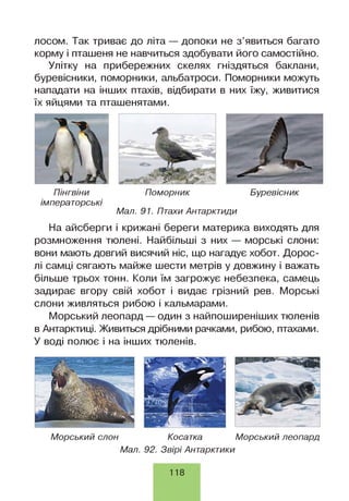 лосом. Так триває до літа — допоки не з’явиться багато
корму і пташеня не навчиться здобувати його самостійно.
Улітку на прибережних скелях гніздяться баклани,
буревісники, поморники, альбатроси. Поморники можуть
нападати на інших птахів, відбирати в них їжу, живитися
їх яйцями та пташенятами.
Пінгвіни Поморник Буревісник
імператорські
Мал. 91. Птахи Антарктиди
На айсберги і крижані береги материка виходять для
розмноження тюлені. Найбільші з них — морські слони:
вони мають довгий висячий ніс, що нагадує хобот. Дорос­
лі самці сягають майже шести метрів у довжину і важать
більше трьох тонн. Коли їм загрожує небезпека, самець
задирає вгору свій хобот і видає грізний рев. Морські
слони живляться рибою і кальмарами.
Морський леопард — один з найпоширеніших тюленів
в Антарктиці. Живиться дрібними рачками, рибою, птахами.
У воді полює і на інших тюленів.
Морський слон Косатка
Мал. 92. Звірі Антарктики
Морський леопард
118
 