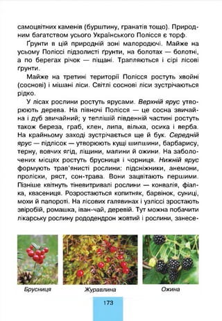 самоцвітних каменів (бурштину, гранатів тощо). Природ­
ним багатством усього Українського Полісся є торф.
Ґрунти в цій природній зоні малородючі. Майже на
усьому Поліссі підзолисті ґрунти, на болотах — болотні,
а по берегах річок — піщані. Трапляються і сірі лісові
ґрунти.
Майже на третині території Полісся ростуть хвойні
(соснові) і мішані ліси. Світлі соснові ліси зустрічаються
рідко.
У лісах рослини ростуть ярусами. Верхній ярус утво­
рюють дерева. На півночі Полісся — це сосна звичай­
на і дуб звичайний; у теплішій південній частині ростуть
також береза, граб, клен, липа, вільха, осика і верба.
На крайньому заході зустрічається ще й бук. Середній
ярус — підлісок — утворюють кущі шипшини, барбарису,
терну, вовчих ягід, ліщини, малини й ожини. На заболо­
чених місцях ростуть брусниця і чорниця. Нижній ярус
формують трав’янисті рослини: підсніжники, анемони,
проліски, ряст, сон-трава. Вони зацвітають першими.
Пізніше квітнуть тіневитривалі рослини — конвалія, фіал­
ка, квасениця. Розростаються копитняк, барвінок, суниці,
мохи й папороті. На лісових галявинах і узліссі зростають
звіробій, ромашка, іван-чай, деревій. Тут можна побачити
лікарську рослину рододендрон жовтий і рослини, занесе-
173
 