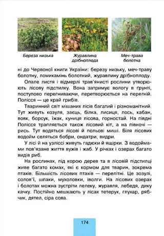Б ереза низька Ж уравлина Меч-трава
д р іб н о п л о д а болотна
ні до Червоної книги України: березу низьку, меч-траву
болотну, ломикамінь болотний, журавлину дрібноплоду.
Опале листя і відмерлі трав’янисті рослини утворю­
ють лісову підстилку. Вона затримує вологу в ґрунті,
поступово перегниваючи, перетворюється на перегній.
Полісся — це край грибів.
Тваринний світ мішаних лісів багатий і різноманітний.
Тут живуть козуля, заєць, білка, лисиця, лось, кабан,
вовк, борсук, їжак, куниця лісова, горностай. На півдні
Полісся трапляється також лісовий кіт, а на півночі —
рись. Тут водяться лісові й польові миші. Біля лісових
водойм селяться бобри, ондатри, видри.
У лісі й на узліссі живуть гадюки й ящірки. З водойма­
ми пов’язане життя вужів і жаб. У річках і озерах багато
видів риб.
На рослинах, під корою дерев та в лісовій підстилці
живе багато комах, які є кормом для тварин, зокрема
птахів. Більшість лісових птахів — перелітні. Це зозулі,
солов’ї, шпаки, мухоловки, іволги. На лісових озерах
і болотах можна зустріти лелеку, журавля, лебедя, дику
качку. Постійно мешкають у лісах тетерук, глухар, ряб­
чик, дятел, сіра сова.
1 74
 