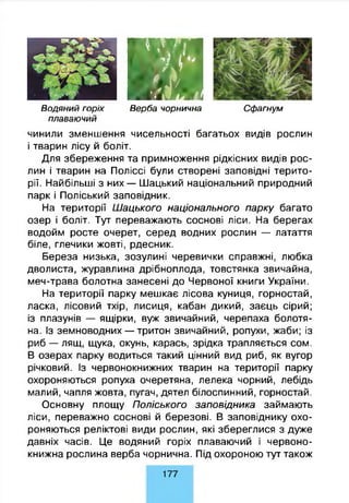 ш
В ерба чорнична
чинили зменшення чисельності багатьох видів рослин
і тварин лісу й боліт.
Для збереження та примноження рідкісних видів рос­
лин і тварин на Поліссі були створені заповідні терито­
рії. Найбільші з них — Шацький національний природний
парк і Поліський заповідник.
На території Шацького національного парку багато
озер і боліт. Тут переважають соснові ліси. На берегах
водойм росте очерет, серед водних рослин — латаття
біле, глечики жовті, рдесник.
Береза низька, зозулині черевички справжні, любка
дволиста, журавлина дрібноплода, товстянка звичайна,
меч-трава болотна занесені до Червоної книги України.
На території парку мешкає лісова куниця, горностай,
ласка, лісовий тхір, лисиця, кабан дикий, заєць сірий;
із плазунів — ящірки, вуж звичайний, черепаха болотя­
на. Із земноводних — тритон звичайний, ропухи, жаби; із
риб — лящ, щука, окунь, карась, зрідка трапляється сом.
В озерах парку водиться такий цінний вид риб, як вугор
річковий. Із червонокнижних тварин на території парку
охороняються ропуха очеретяна, лелека чорний, лебідь
малий, чапля жовта, пугач, дятел білоспинний, горностай.
Основну площу Поліського заповідника займають
ліси, переважно соснові й березові. В заповіднику охо­
роняються реліктові види рослин, які збереглися з дуже
давніх часів. Це водяний горіх плаваючий і червоно­
книжна рослина верба чорнична. Під охороною тут також
Сф агнумВ о д ян и й горіх
плаваю чий
177
 
