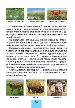 Ковила українська
ШШШяШ
Ковила Л ессінга
Тю льпан Ш ренка
У заповіднику живе понад 3 тисячі видів тварин,
значну частину яких складають типові мешканці степу:
ховрах малий, бабак степовий, тушканчик великий, за-
єць-русак, мишівка степова, лисиця звичайна, тхір сте­
повий, ласка.
На просторах заповідника можна побачити тварин
із різних куточків земної кулі. Це коні Пржевальського,
зебу, бізони, зебри, олені, антилопи, муфлони та інші.
Вражають кількістю і різноманіттям видів птахи, які
гніздяться на території заповідника або зупиняються тут
під час сезонних перельотів: лебеді, журавлі, сірі гуси,
дрохви, степові орли та ін. Тут можна побачити афри­
канського страуса — найбільшого птаха нашої планети,
а також фазана. Живе в заповіднику і фламінго — рідкіс­
ний залітний птах, найбільш довгоногий та довгошиїй, з
великим тулубом рожевого кольору.
Чорноморський заповідник — найбільший за площею
заповідник України. Знаходиться в Херсонській і Мико­
лаївській областях.
Антилопи Б ізо н М уф лон
1 8 9
 