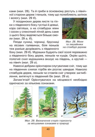 ками (мал. 28). Та й гриби в основному ростуть з північ­
ної сторони дерев і пеньків, тому що полюбляють затінок
і вологу (мал. 29 б).
У поодиноких дерев листя та гіл­
ки з південного боку густіші й довші,
кора світліша, а на стовбурах ялин
і сосен у спекотний літній день саме
з цього боку виділяється більше смо­
ли (мал. 29 а, б).
Плоди суниці, чорниці, брусниці Мал. 28. Мохи
на лісових галявинах, біля пеньків талишаиники
на стовбурі дерева
теж раніше дозрівають з південного
боку (мал. 29 б). Мурашки будують свої оселі переважно
з південного боку дерев, пеньків чи кущів. Окрім цього,
пологий схил мурашника вказує на південь, а крутий —
на північ (мал. 29 а).
Навесні добрим орієнтиром слугуватиме сніг, тому що
на південних схилах горбів він розтає швидше. Навколо
стовбурів дерев, пеньків чи стовпів сніг утворює заглиб­
лення, витягнуті в південний бік (мал. 29 в).
Запам’ятай! Орієнтуватися на місцевості необхідно
одночасно за кількома ознаками.
Мал. 29. Визначення сторін горизонту
за місцевими ознаками в природі
40
 