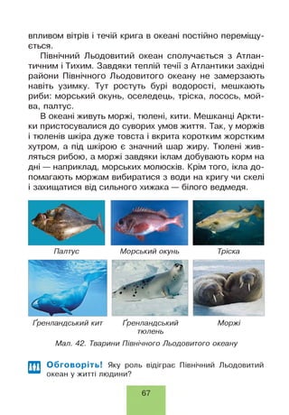 впливом вітрів і течій крига в океані постійно переміщу­
ється.
Північний Льодовитий океан сполучається з Атлан­
тичним і Тихим. Завдяки теплій течії з Атлантики західні
райони Північного Льодовитого океану не замерзають
навіть узимку. Тут ростуть бурі водорості, мешкають
риби: морський окунь, оселедець, тріска, лосось, мой­
ва, палтус.
В океані живуть моржі, тюлені, кити. Мешканці Аркти­
ки пристосувалися до суворих умов життя. Так, у моржів
і тюленів шкіра дуже товста і вкрита коротким жорстким
хутром, а під шкірою є значний шар жиру. Тюлені жив­
ляться рибою, а моржі завдяки іклам добувають корм на
дні — наприклад, морських молюсків. Крім того, ікла до­
помагають моржам вибиратися з води на кригу чи скелі
і захищатися від сильного хижака — білого ведмедя.
Палтус Морський окунь Тріска
Ґоенландський кит Ґоенландський Моржі
тюлень
Мал. 42. Тварини Північного Льодовитого океану
Обговоріть! Яку роль відіграє Північний Льодовитий
океан у житті людини?
67
 